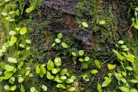 Macro Close-Up of Moss-Covered Tree Bark with Tiny Green Leaves Thriving in.. Stock Photos
