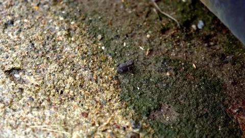 Macro Close-Up of Mossy Stone Surface with Sand Near Ribe, Denmark Stock Footage 333897162