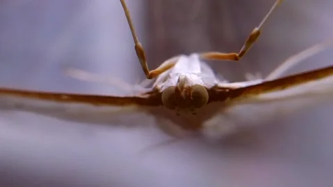 Macro Close-Up of Moth Face and Eyes Resting on Window Stock Footage 147928878