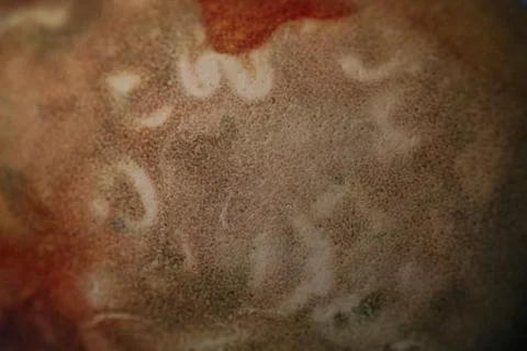 A macro close-up of a mottled Easter egg with earthy tones nestled. Fotos de archivo