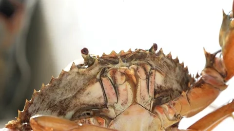 Macro Close Up Mud Crab Bubbling Water From Mouth On Land 4K Stock Footage 322148560