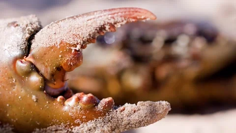 Macro Close-Up of Mud Crab Claw Moving on Sandy Beach Stock Footage 313096069