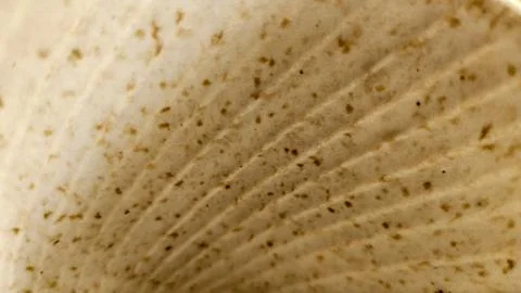 Macro close-up of a natural beige leaf surface with fine veins and small or.. Stock Photos