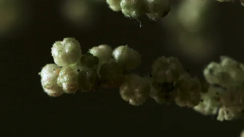 Macro close up of nettle flowers (2) 動画素材 128743337