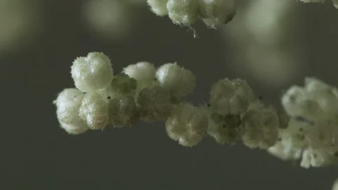 Macro close up of nettle flowers (3) Video stock 128743346