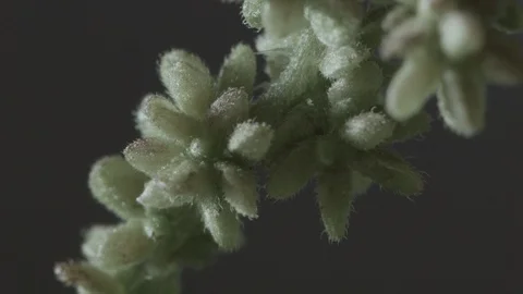 Macro close up of nettle flowers (4) Stock Footage 128743351