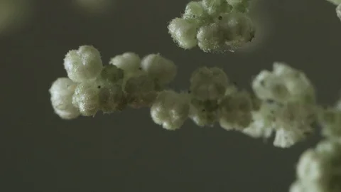 Macro close up of nettle flowers (5) Video stock 128743421