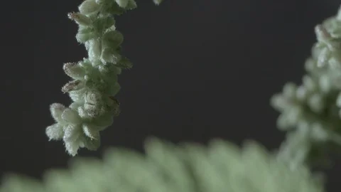 Macro close up of nettle flowers (6) Stock Footage 128743400