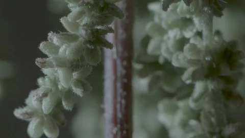 Macro close up of nettle flowers (7) Stock Footage 128743505