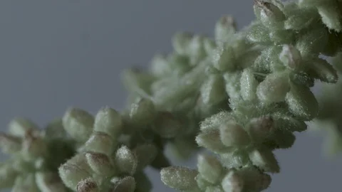 Macro close up of nettle flowers (8) Video stock 128743445