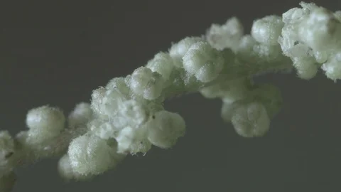 Macro close up of nettle flowers Video stock 128743539