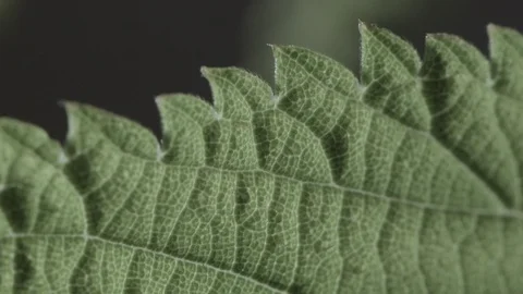 Macro close up of a nettle leaf, dark background (2) Video stock 128743360