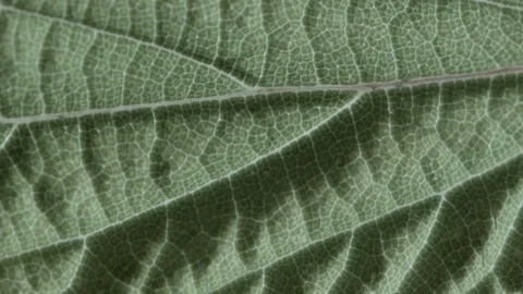 Macro close up of a nettle leaf, dark background (3) Stock Footage 128743369