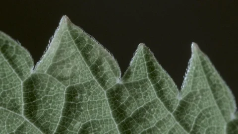Macro close up of a nettle leaf, dark background (5) Video stock 128743376