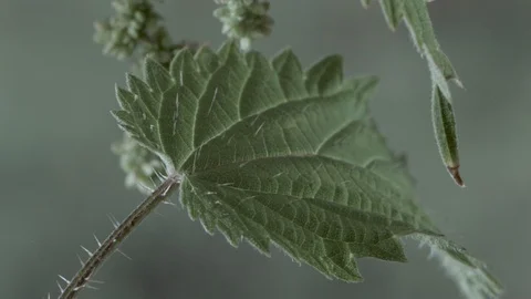 Macro close up of a nettle leaf, dark background (6) Video stock 128743402