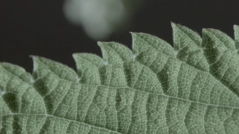 Macro close up of a nettle leaf, dark background (4) Stock Footage 128743439