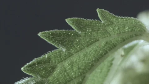 Macro close up of a nettle leaf, dark background Stock Footage 128743711