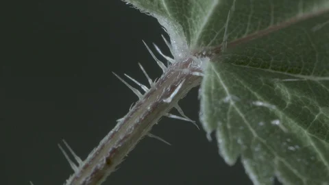 Macro close up of a nettle stem, with stinging needle (3) Stock Footage 128743454