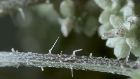 Macro close up of a nettle stem, with stinging needle (6) Video stock 128743490