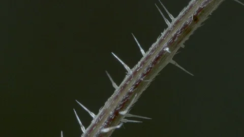 Macro close up of a nettle stem, with stinging needle (7) Video stock 128743492
