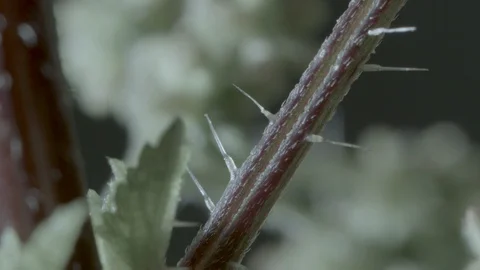 Macro close up of a nettle stem, with stinging needle (4) Video stock 128743529