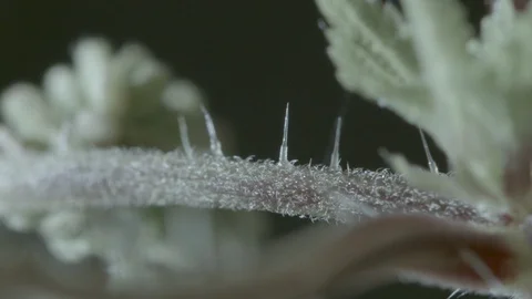 Macro close up of a nettle stem, with stinging needle (5) Video stock 128743555