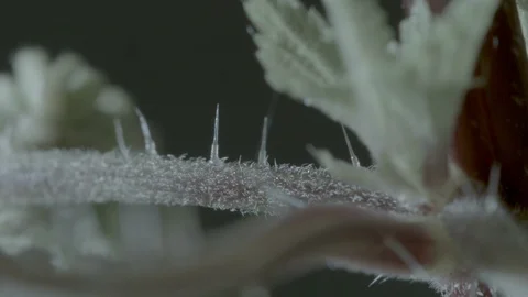 Macro close up of a nettle stem, with stinging needle Video stock 128743649