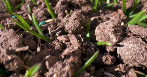 Macro close-up newly seeded lawn Stock Footage 130545121