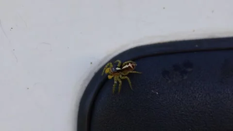 Macro Close-Up of North Queensland Jumping Spider on Black Car Door Handle Video stock 345163659