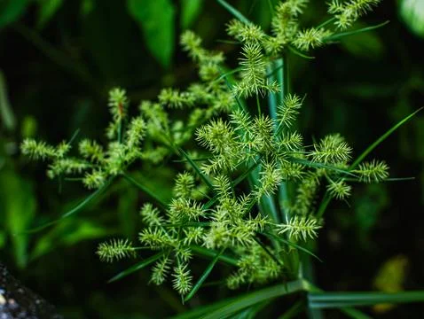 Macro Close-Up of Nutgrass Cyperus Sedge Weed Plant with Green Spiky Seed Hea Stock Photos