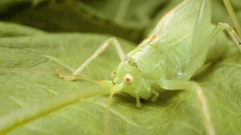 Macro close up of oak bush-cricket (Meconema thalassinum) on green leaf. Stockbeeldmateriaal 330480681