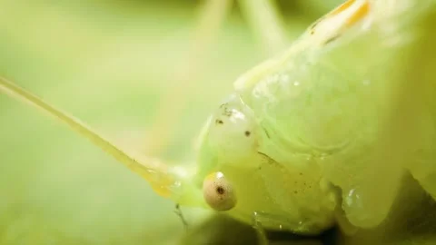 Macro close up of oak bush-cricket (Meconema thalassinum) on green leaf. 库存影片 330480683