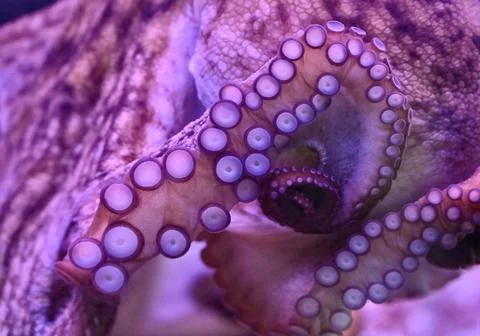 Macro Close-Up of Octopus Skin Texture and Tentacles with Pink Suction Cups Stock Photos