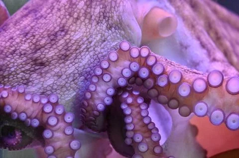 Macro Close-Up of Octopus Skin Texture and Tentacles with Pink Suction Cups Photos