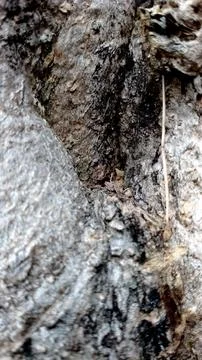 Macro Close-Up of Old Tree Bark. Rough Textured Tree Trunk Bark Background Stock Photos