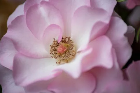 Macro close up of an open rose, selective focus draws the eye. Stock Photos