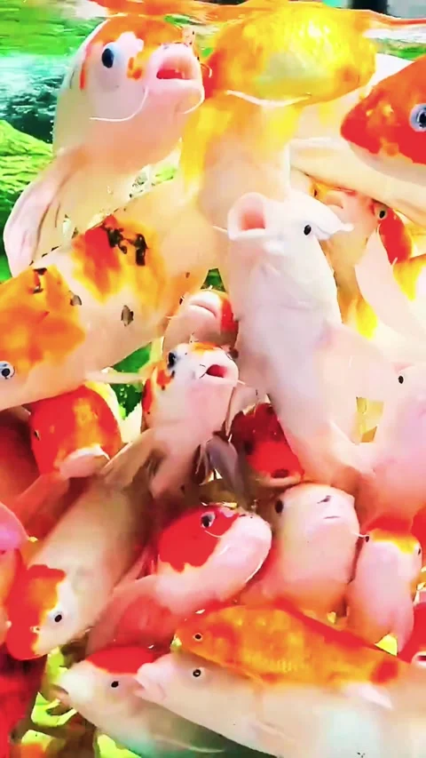 Macro Close-up of Orange and White Tropical Fish Scales and Movement Stock Footage 337454437