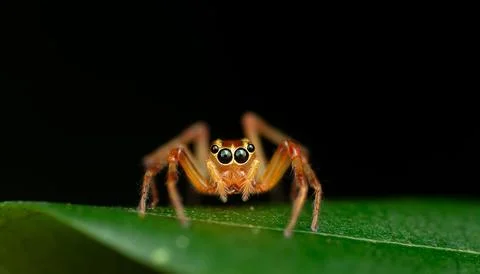 Macro Close-Up of Orange Jumping Spider (Parabathippus shelfordi) on Green Le Foto stock