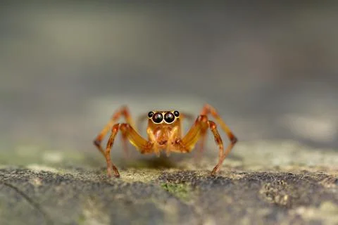Macro Close-Up of Orange Jumping Spider (Parabathippus shelfordi) on Green Le Foto stock