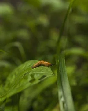 Macro Close-Up of an Orange Slug Crawling on a Green Leaf Stockfoto's