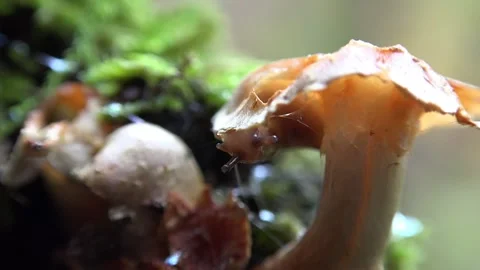 Macro close up of orange slug feeding on brown mushroom on moist forest floor Stock Footage 339372114