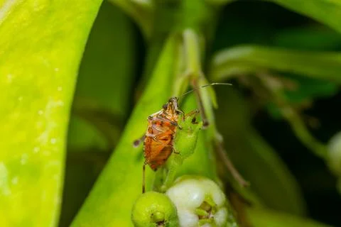 Macro Close-Up of Orange Stink Bug Nymph on Green Flower Bud Stock Photos