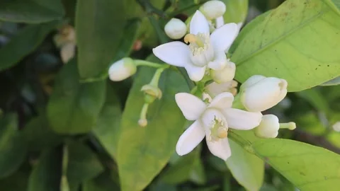 Macro close up of orange tree flowers and buds in spring bloom Stock Footage 340561791