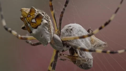 Macro Close Up Of Orb Weaver Spider On Intricate Web Showing Detailed Body 库存影片 346738615