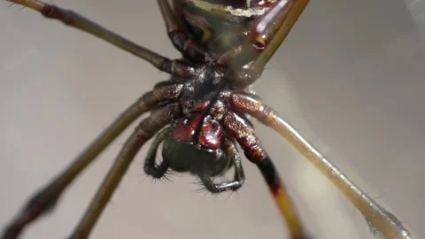 Macro close up orb web weaver mandibles cleaning Stock Footage 164409027