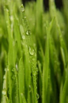 Macro close up of organic wheatgrass Stock Photos