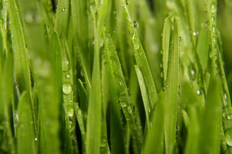 Macro close up of organic wheatgrass Foto stock