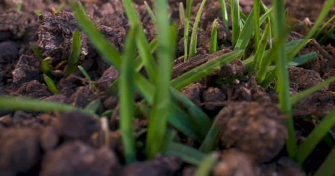 Macro close up over freshly seeded lawn during spring time. Stock Footage 130525334