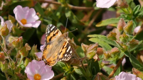 Macro close up of a painted lady butterfly feeding on nectar and Stock Footage 111042830