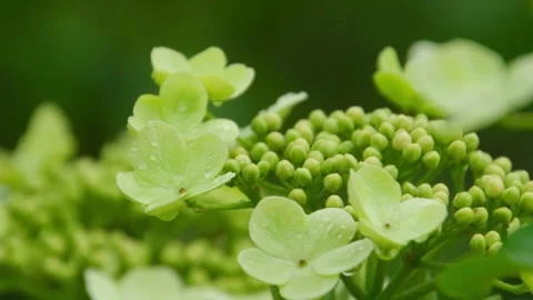 Macro Close-up of Pale Green Hydrangea Flowers with Water Droplets Stock Footage 337409954
